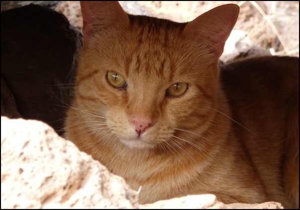 Orange tabby on rocks under bridge